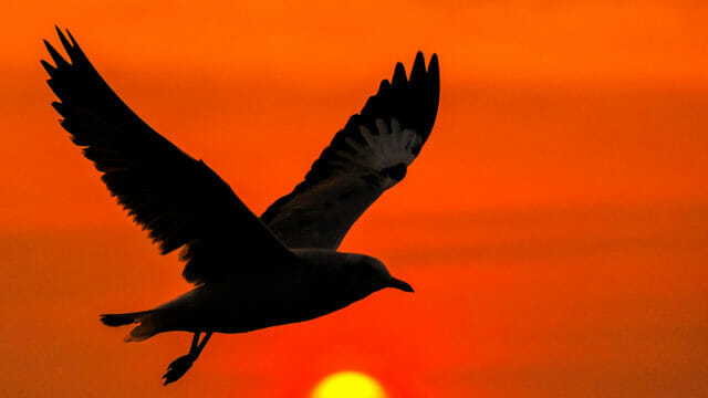 bird flying at sunset